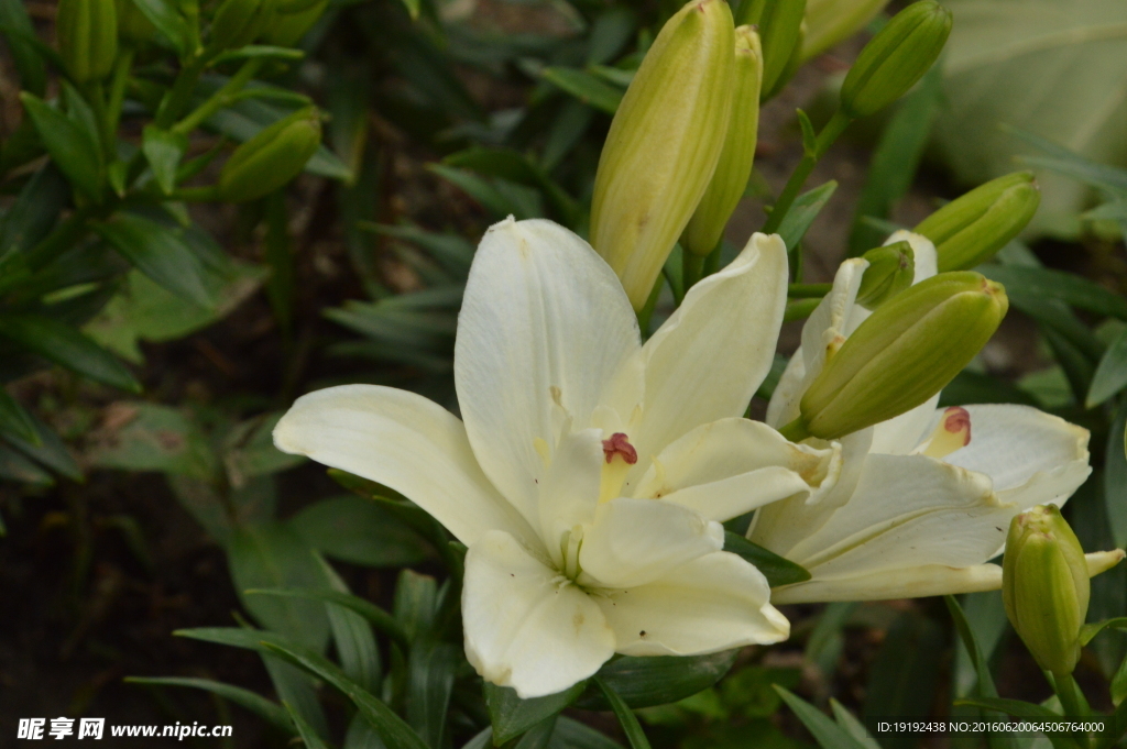 百合花