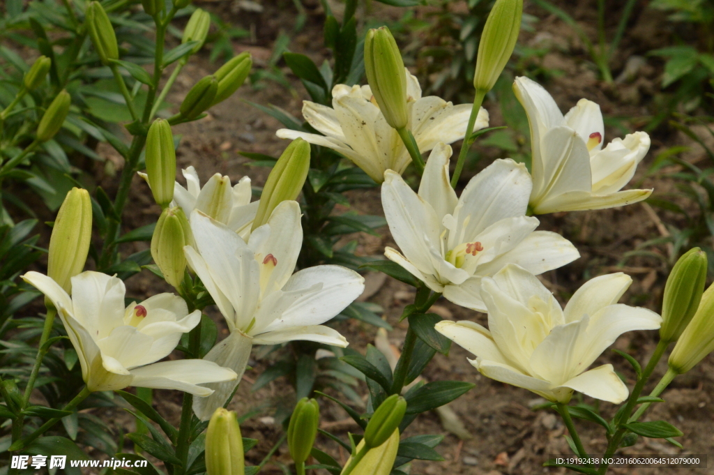 百合花