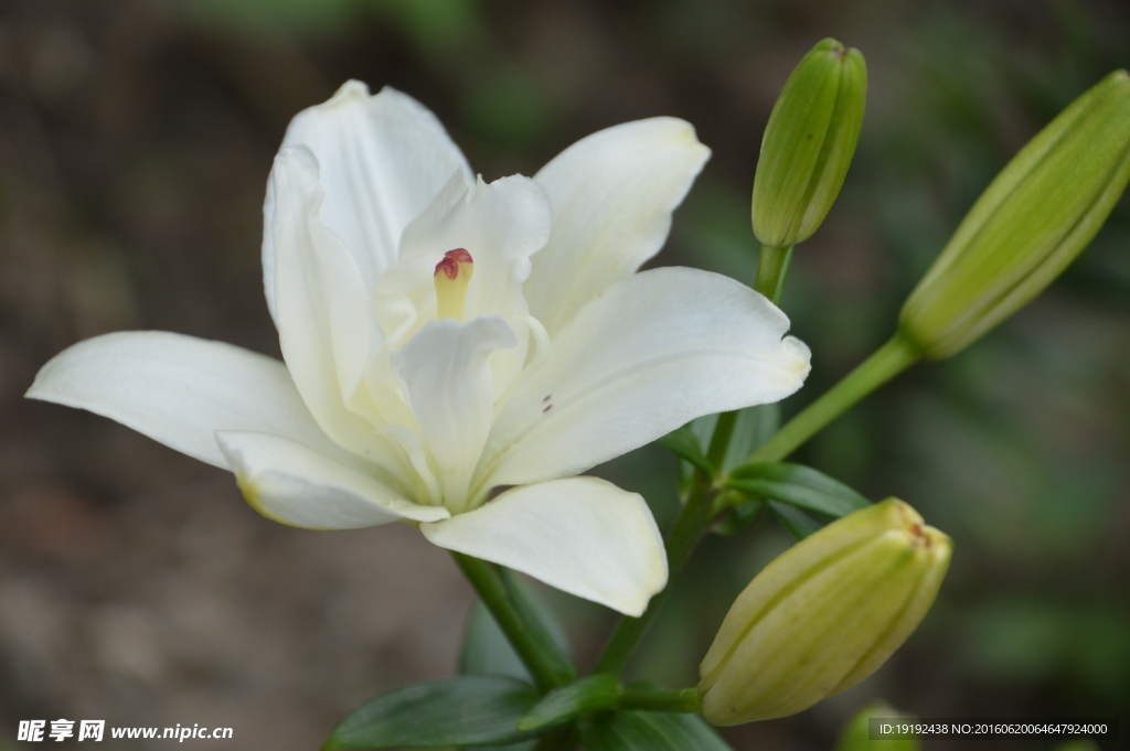 百合花