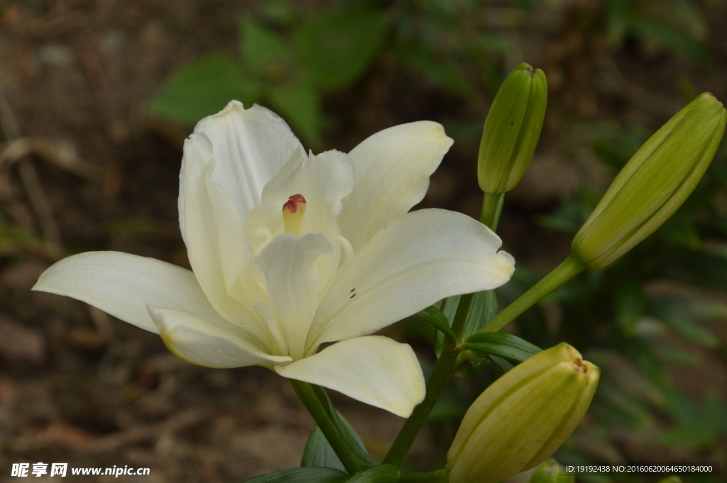 百合花