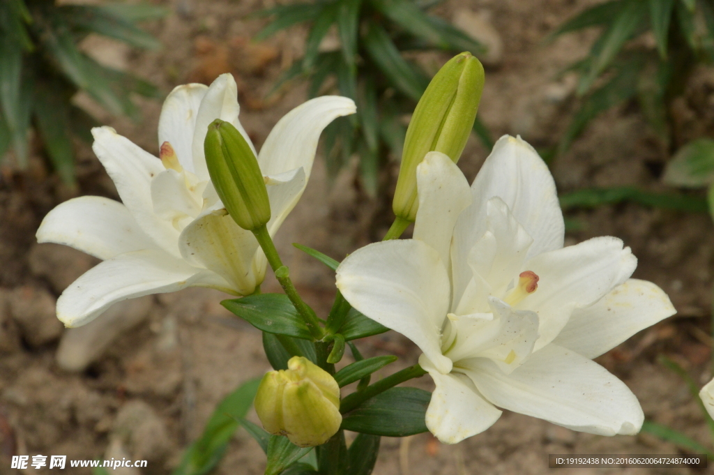 百合花