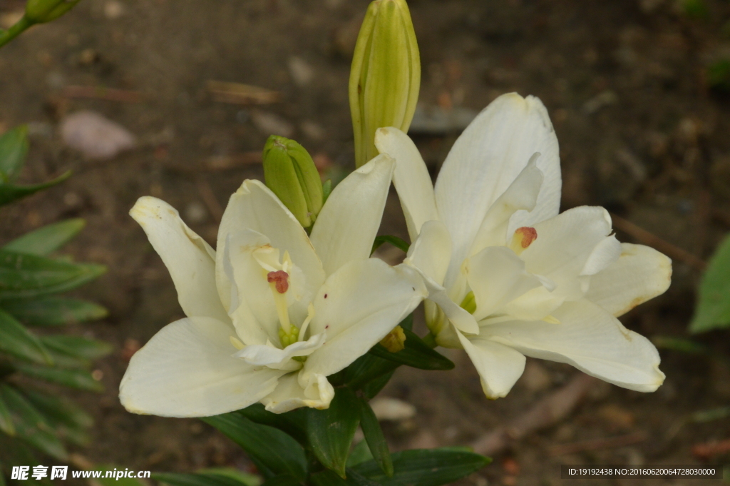 百合花