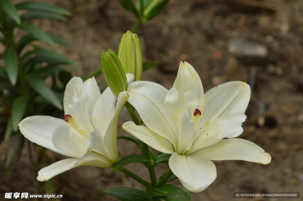 百合花