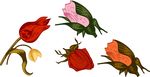鲜花花蕾