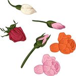 花蕾