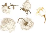 白色鲜花花朵