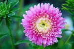 雏菊