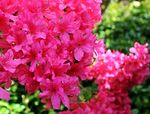 杜鹃花