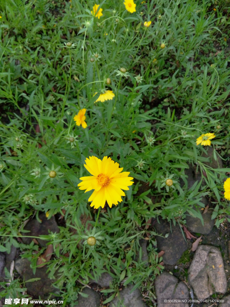 小黄花