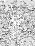 素描菊花