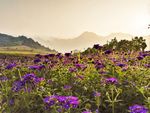 山腰紫花