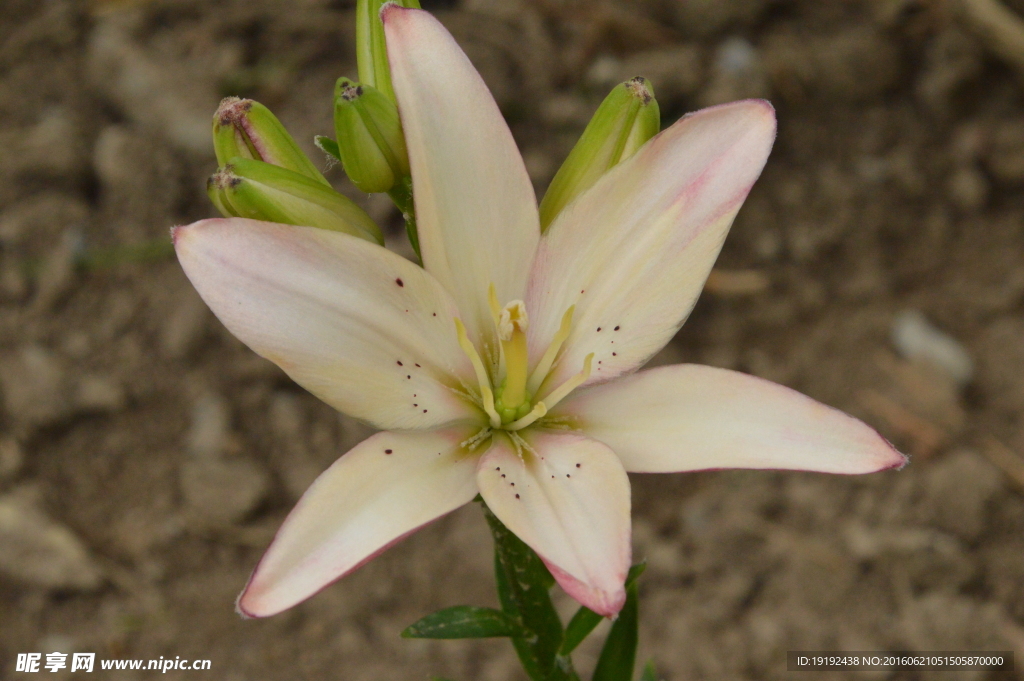 百合花
