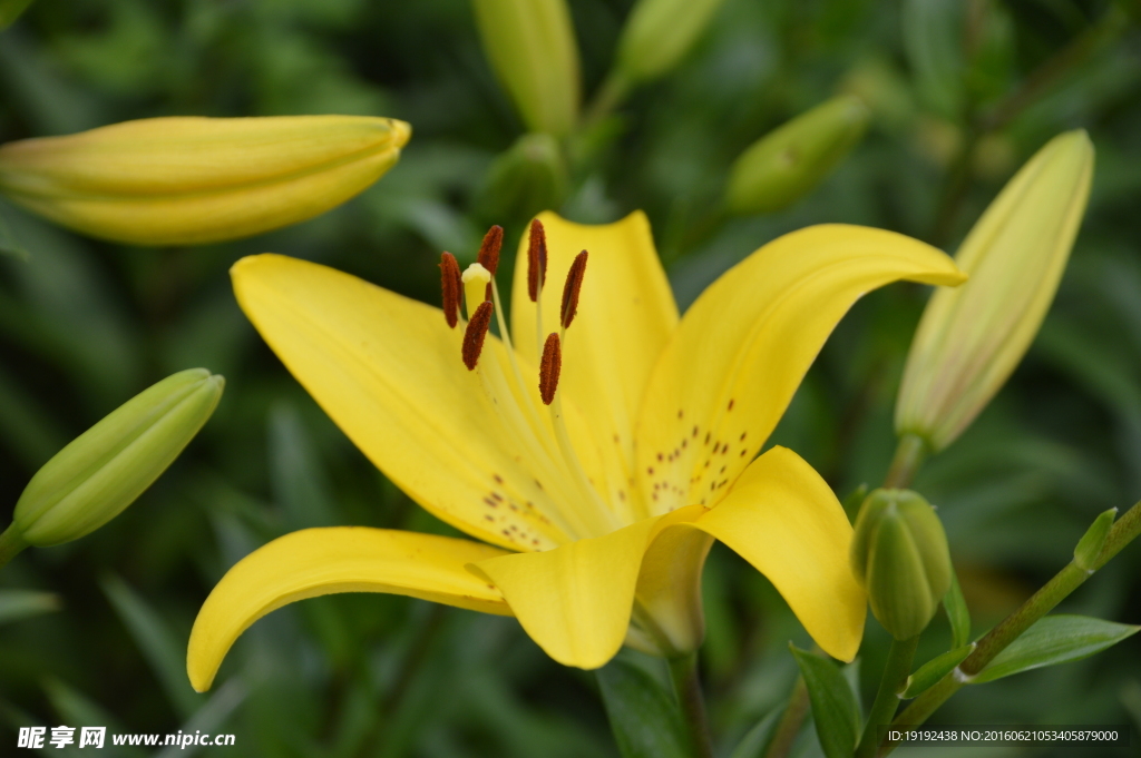百合花