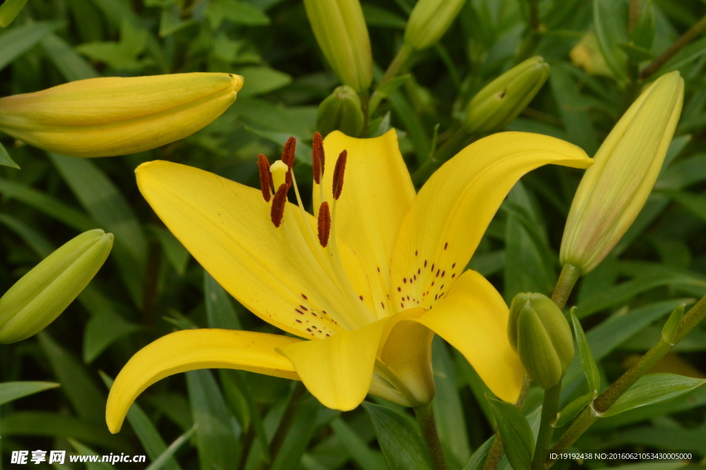 百合花