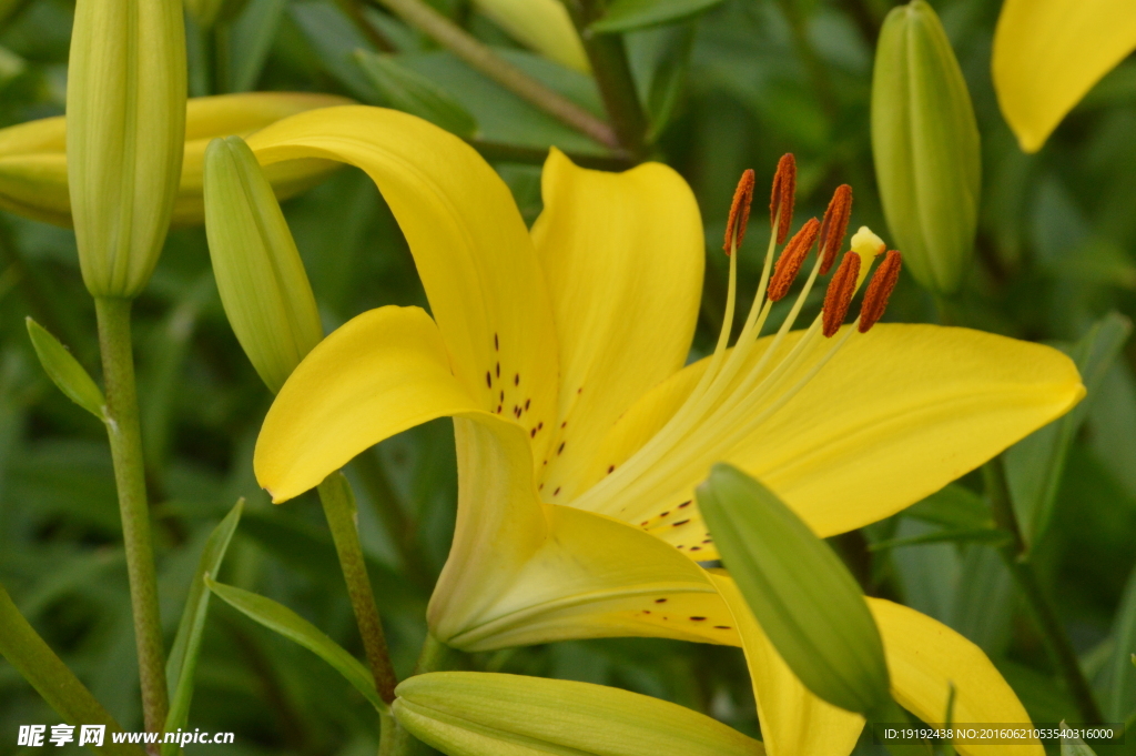 百合花