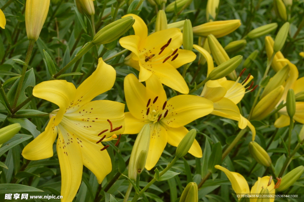 百合花