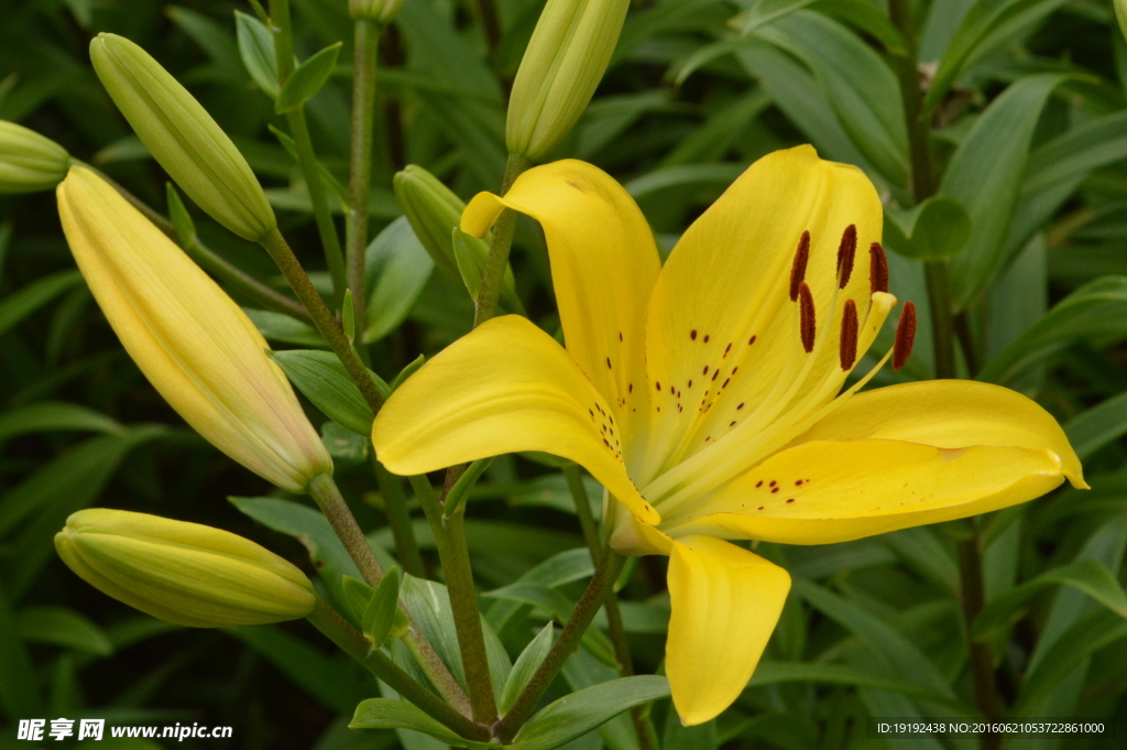 百合花