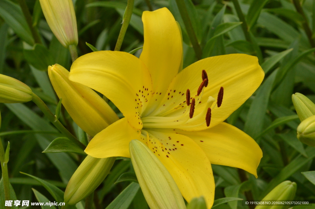 百合花