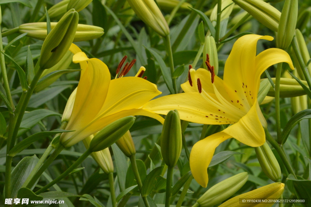 百合花