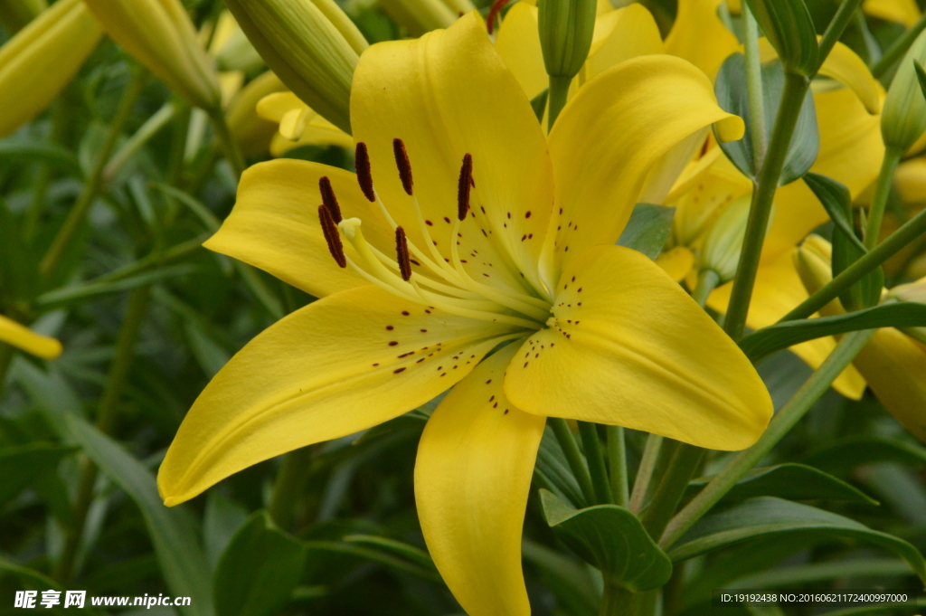 百合花