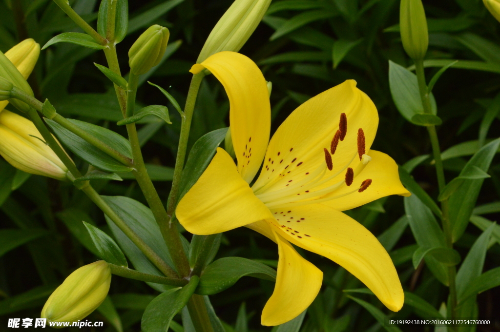 百合花