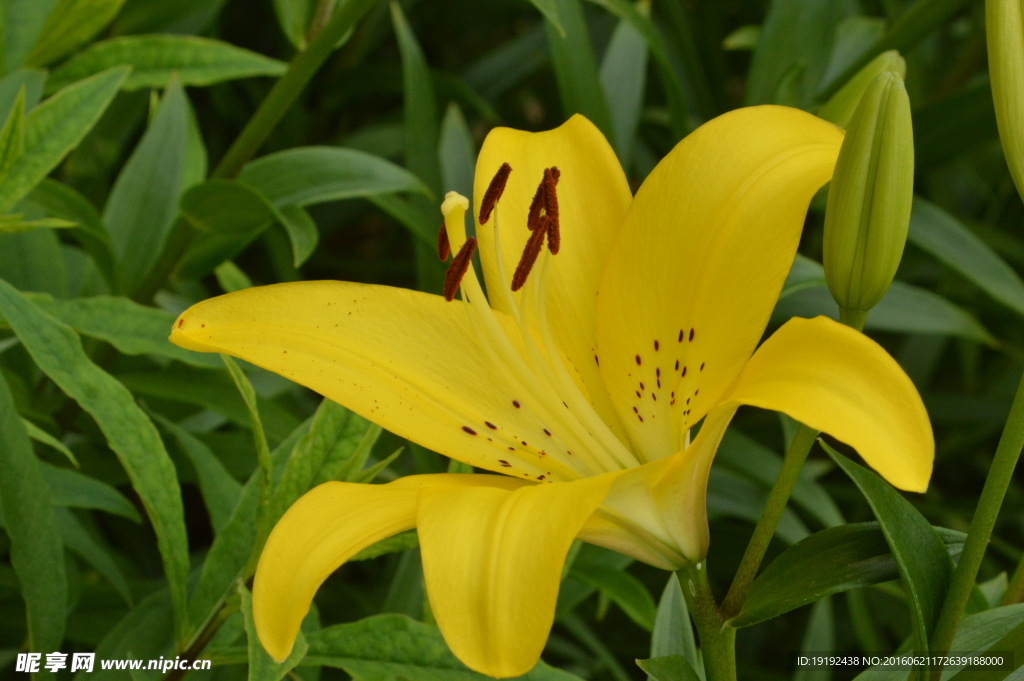 百合花