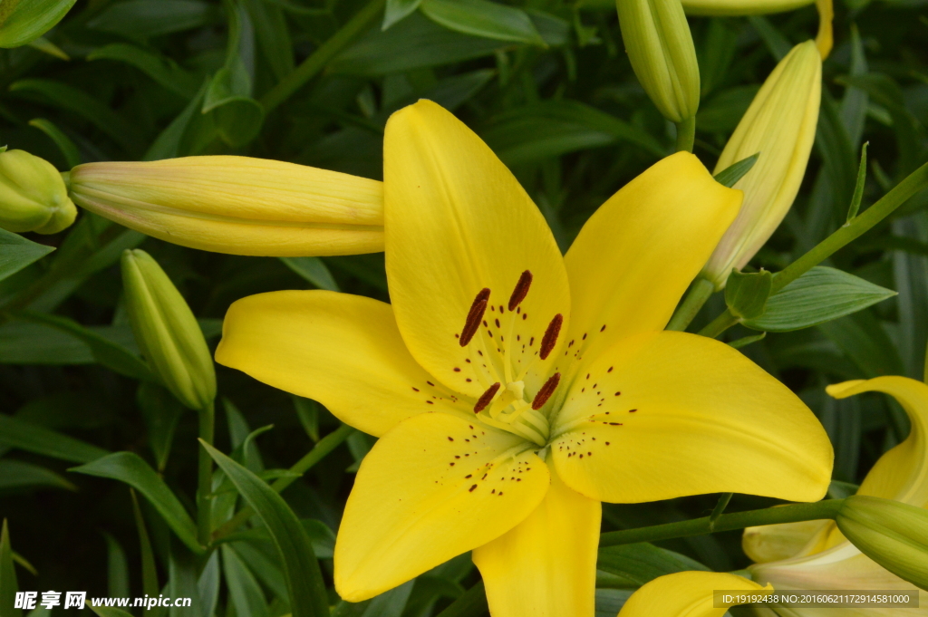百合花