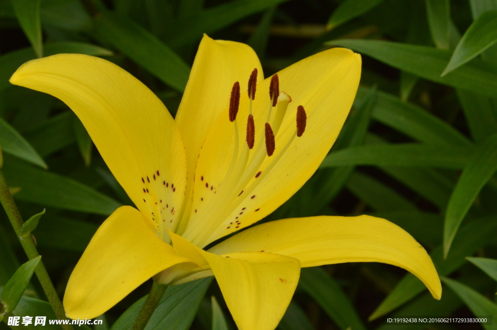百合花