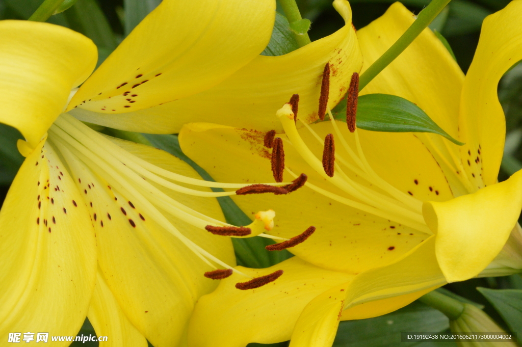 百合花