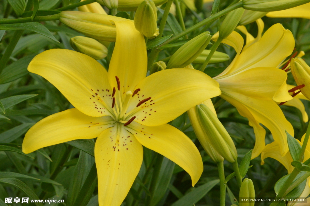 百合花