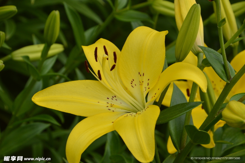 百合花
