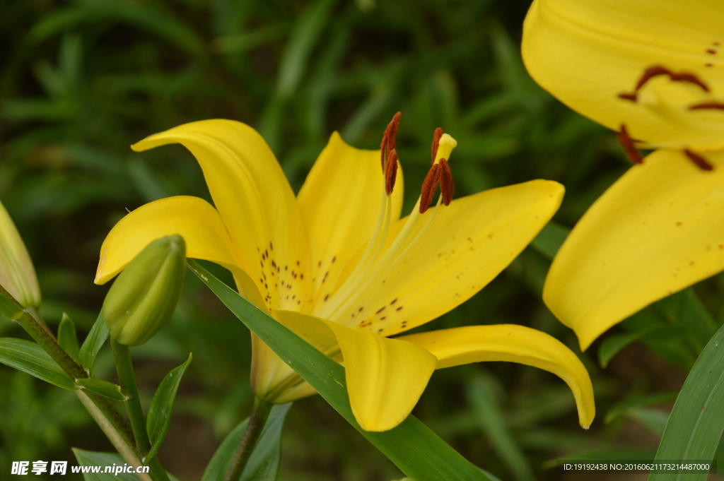 百合花