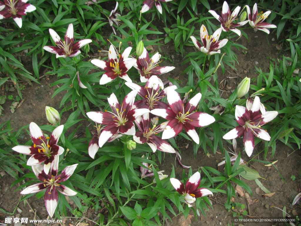 百合花