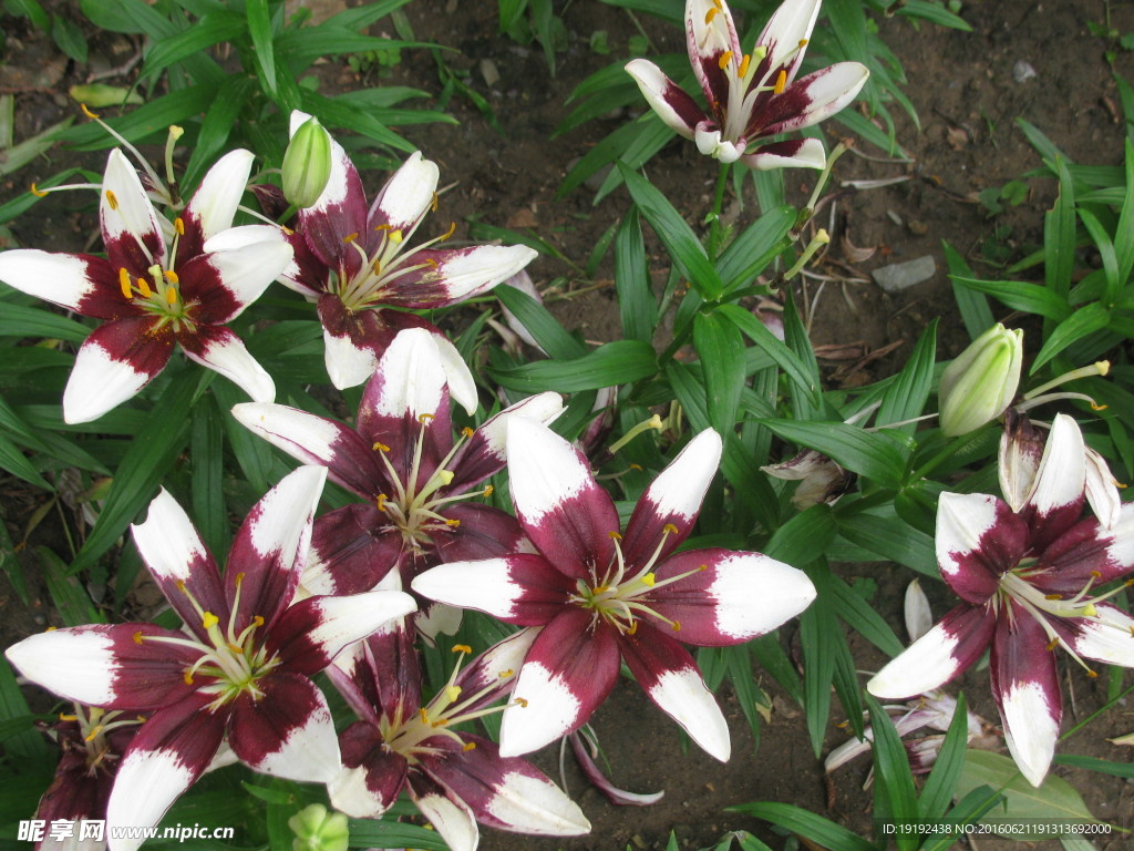 百合花