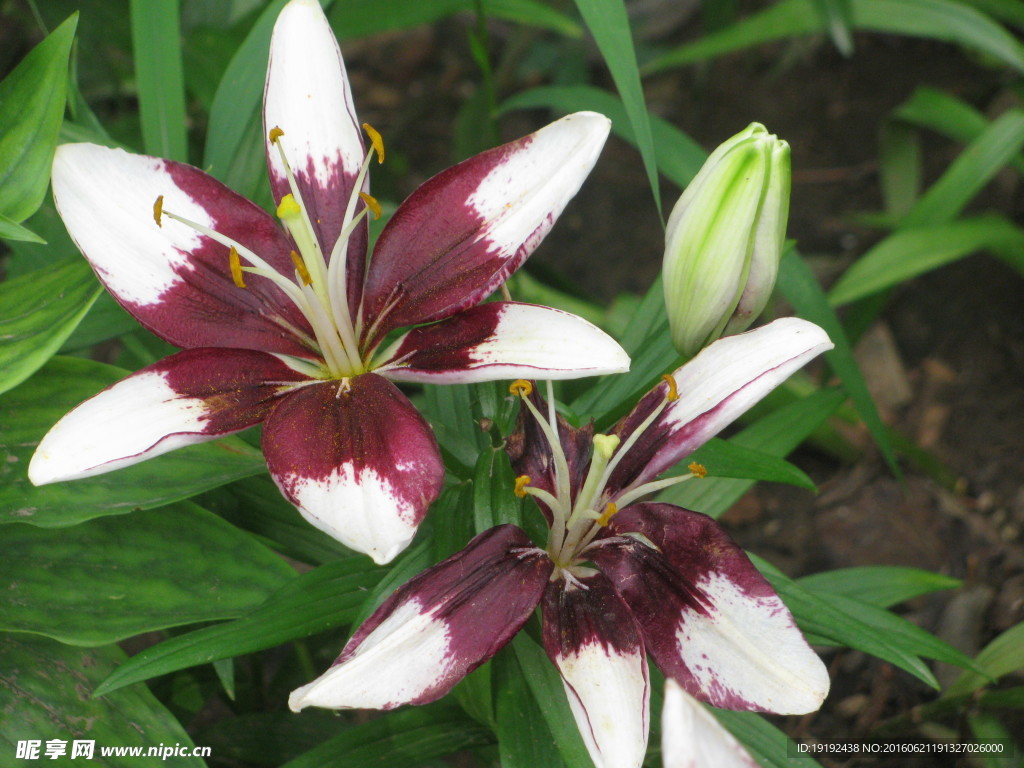 百合花