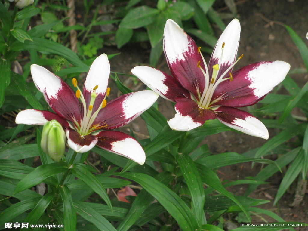 百合花