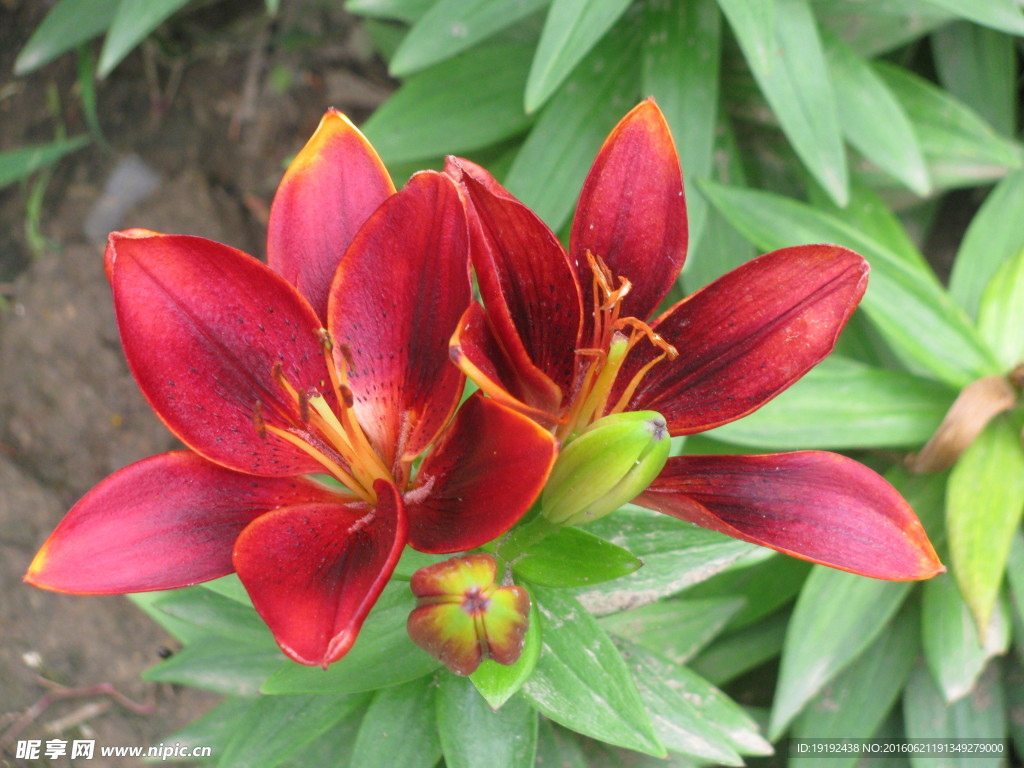 百合花