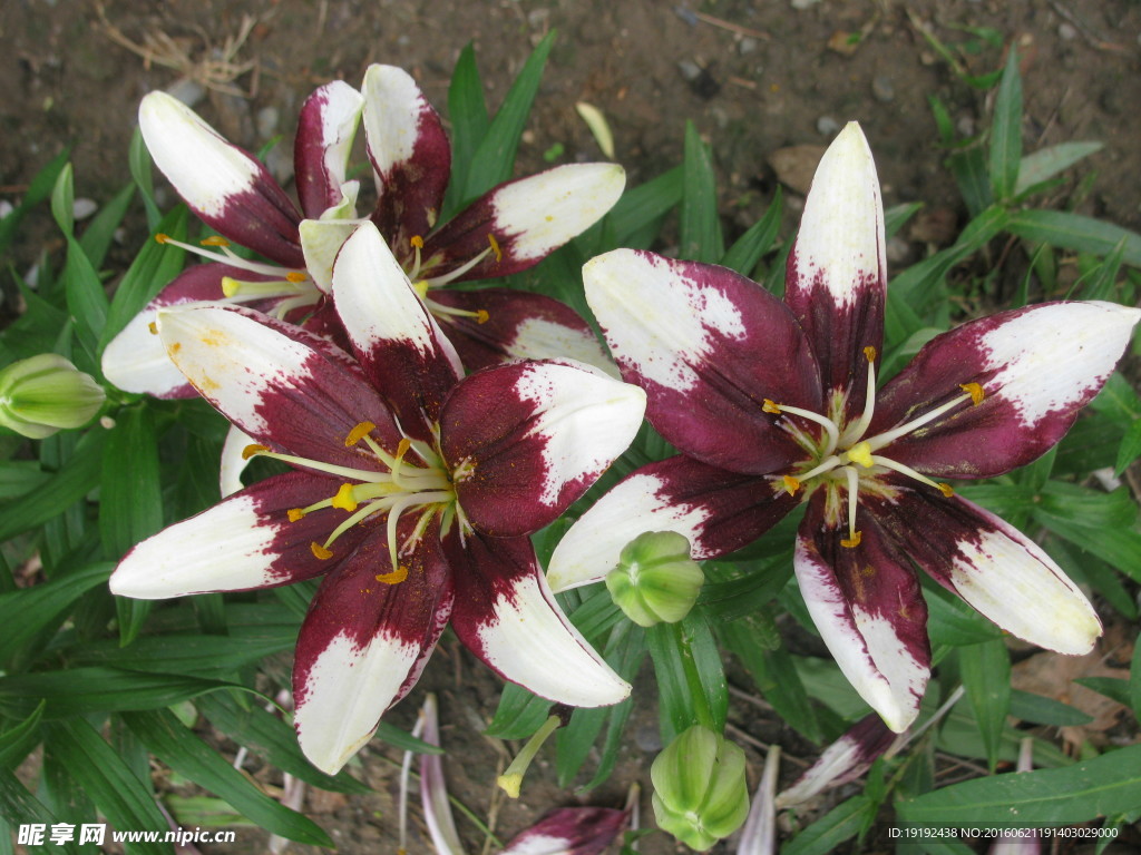 百合花