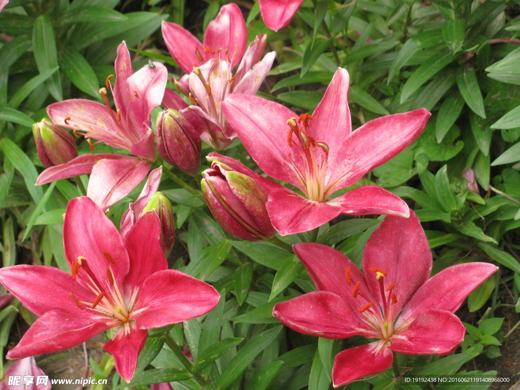 百合花