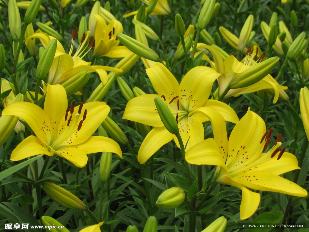 百合花