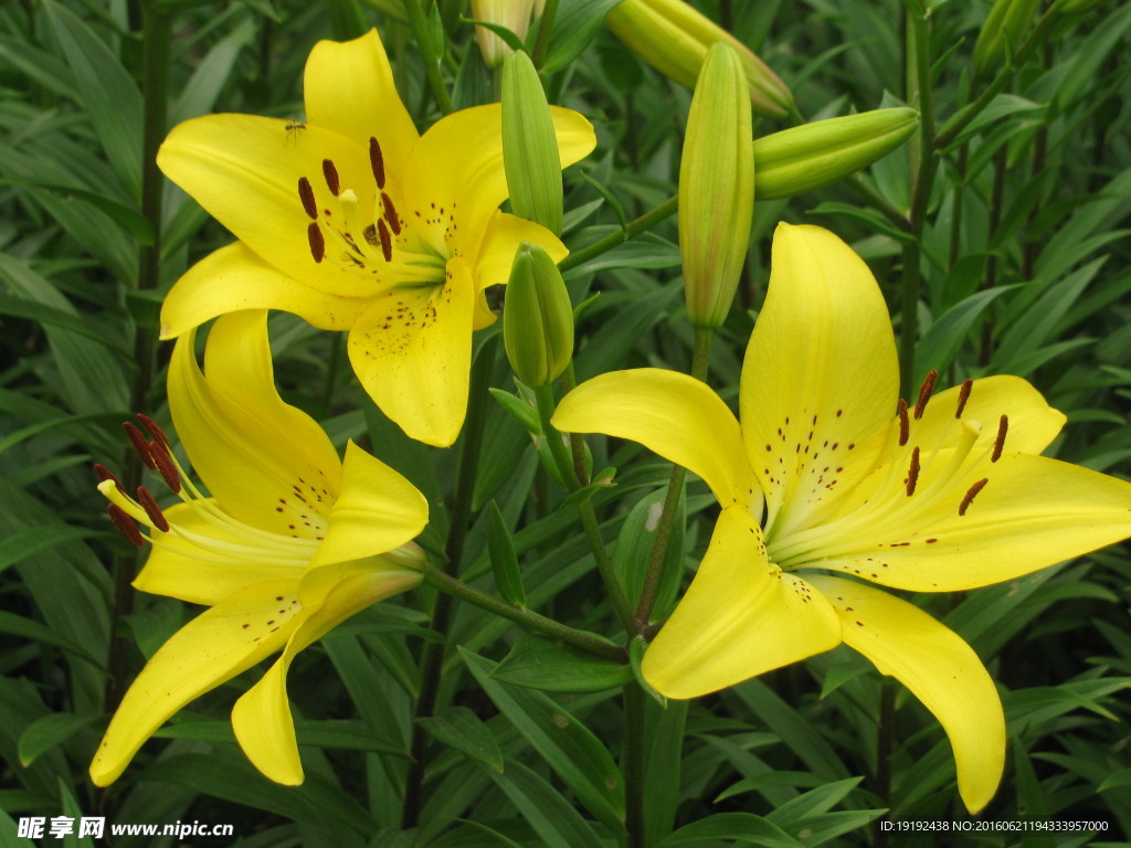 百合花