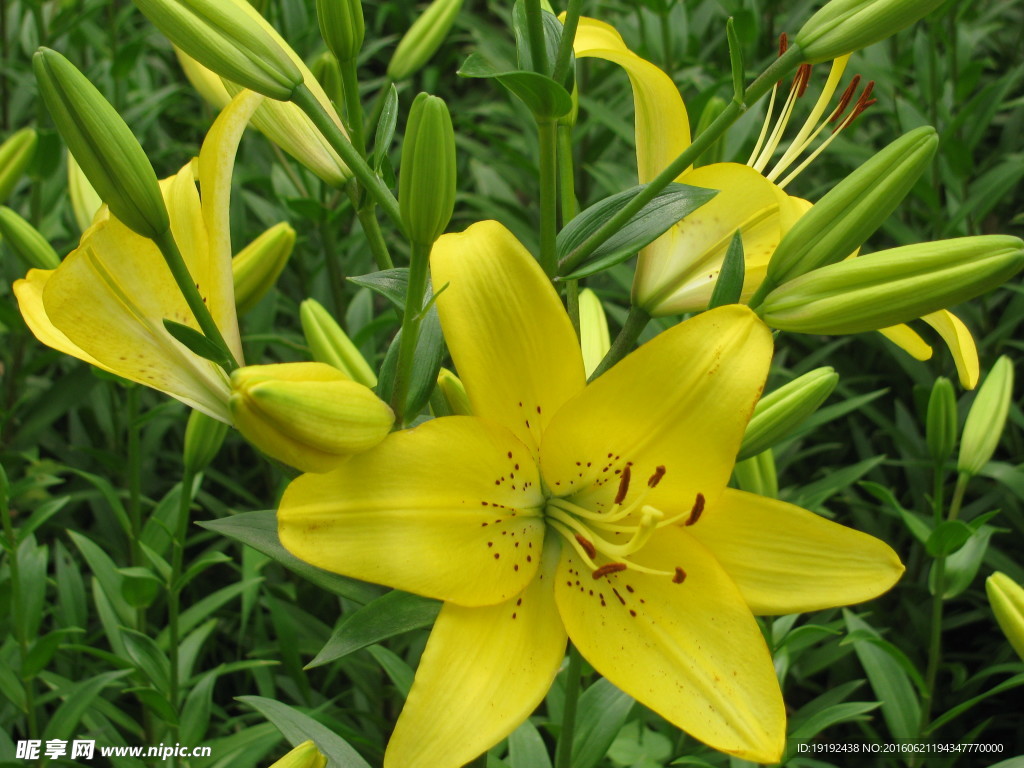 百合花