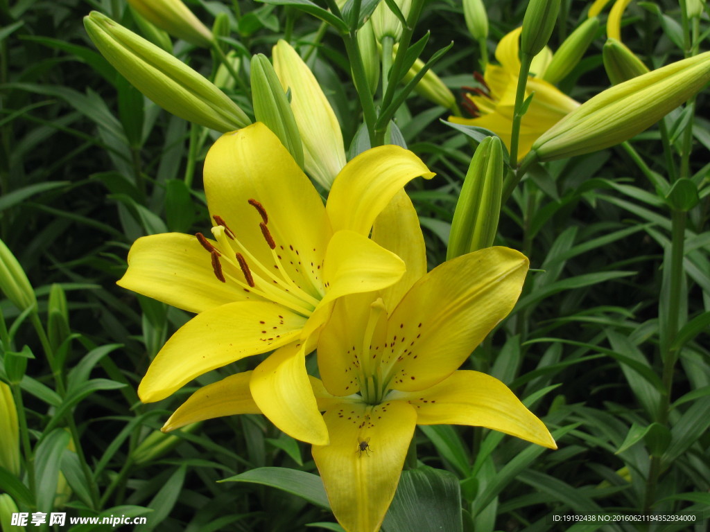 百合花