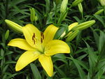 百合花