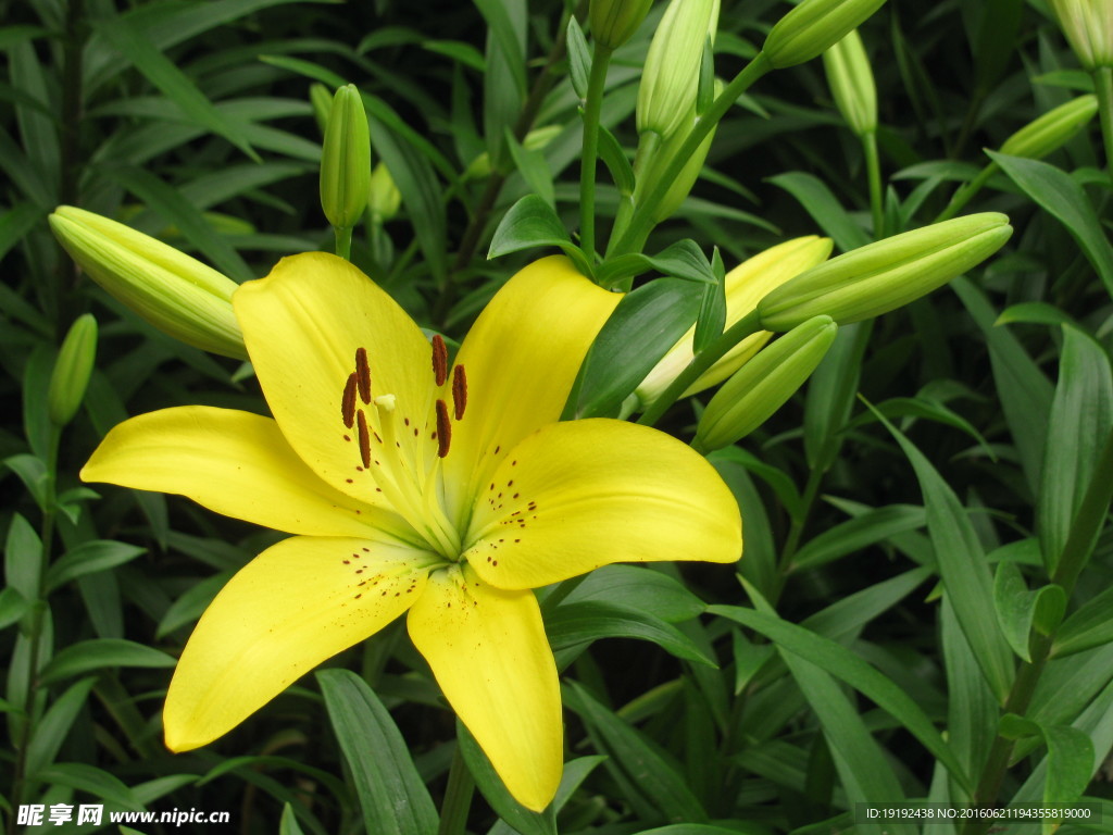 百合花