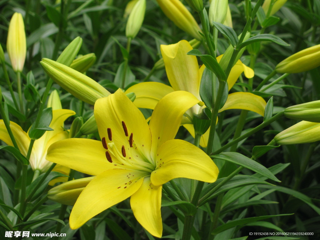 百合花