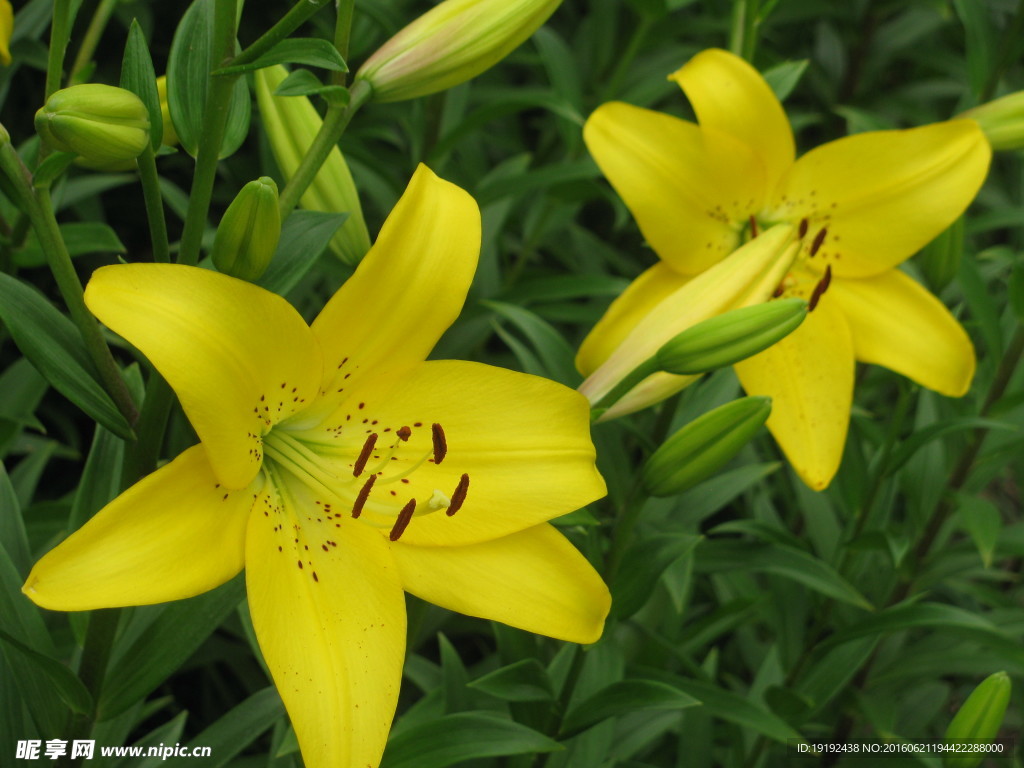 百合花