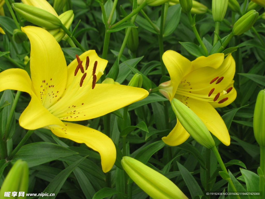 百合花