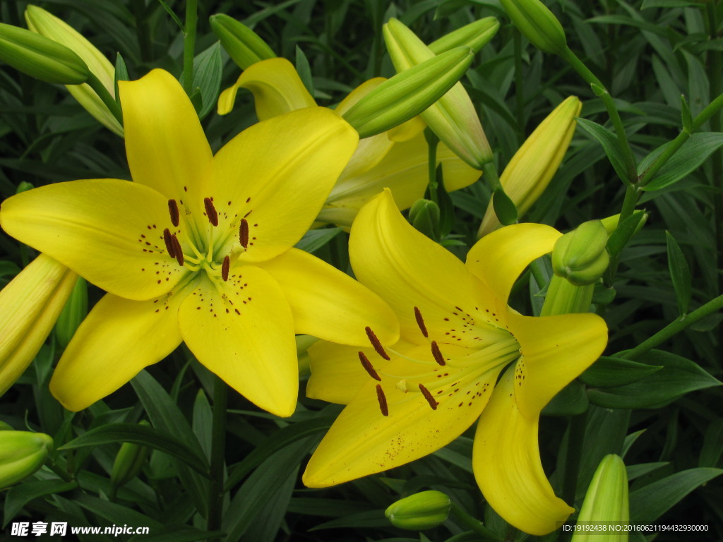 百合花