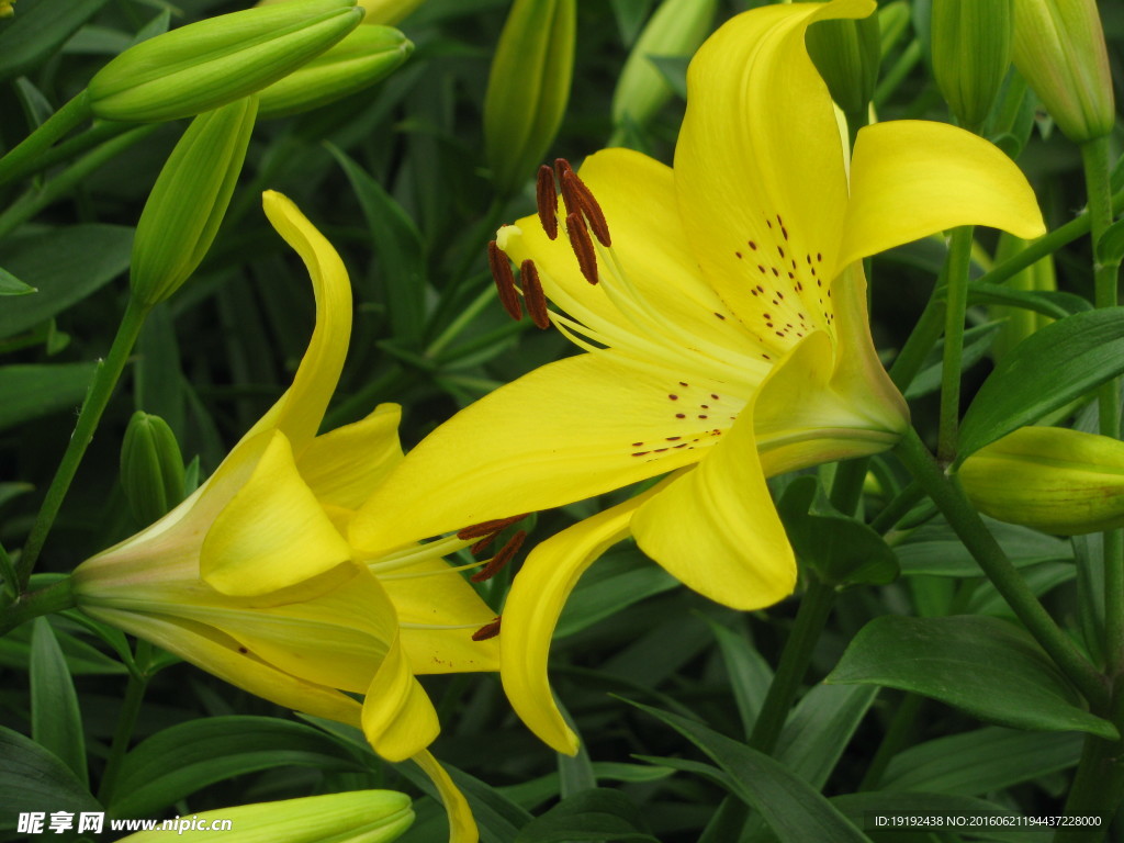 百合花